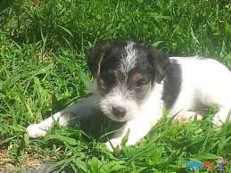 cuccioli fox terrier pelo ruvido | Foto 0