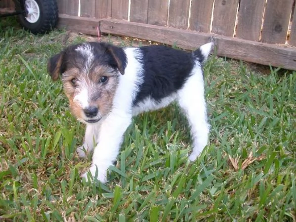 cuccioli fox terrier pelo ruvido