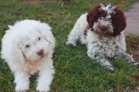 cuccioli lagotto romagnolo