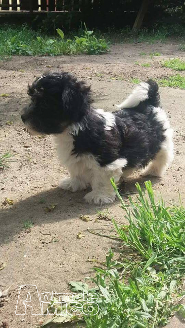 havanese prezzo vendita cucciolo bichon da privato a bologna cani bichon in vendita cuccioli di havanese prezzo vendita cucciolo bichon da privato a bologna cani bichon in vendita cuccioli di