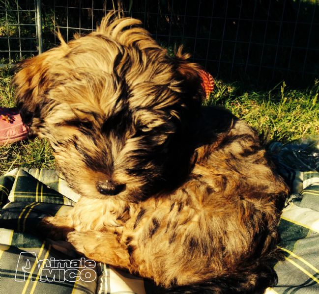havanese prezzo vendita cucciolo bichon da privato a bologna cani bichon in vendita cuccioli di havanese prezzo vendita cucciolo bichon da privato a bologna cani bichon in vendita cuccioli di