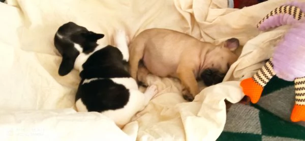 CUCCIOLA BOULDOGUE FRANCESE  | Foto 4