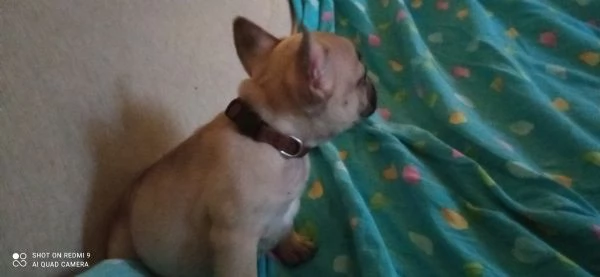 CUCCIOLA BOULDOGUE FRANCESE  | Foto 0