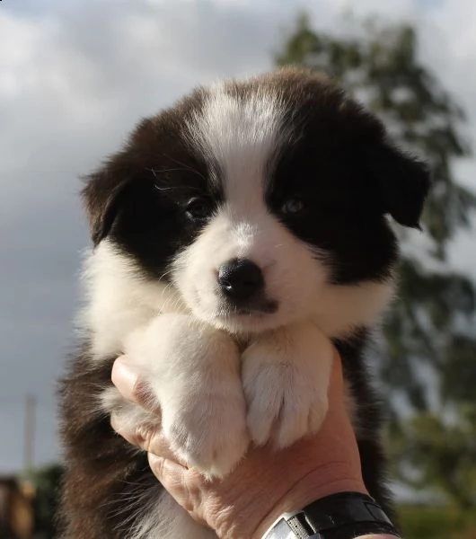 border collie cuccioli | Foto 3