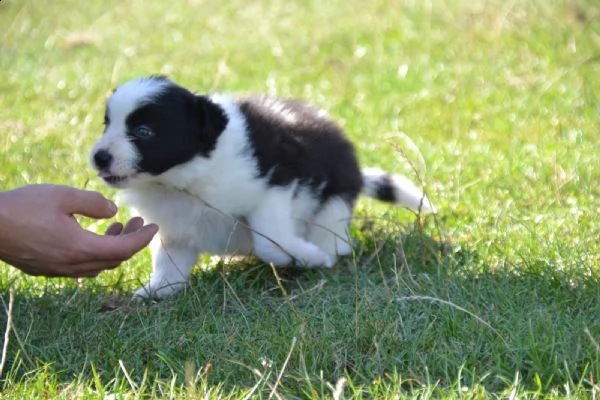 border collie cuccioli