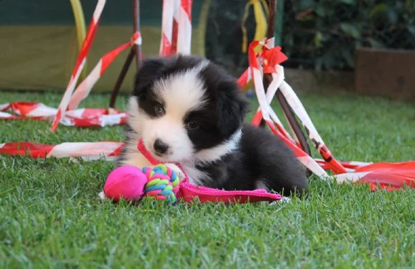 border collie cuccioli | Foto 0