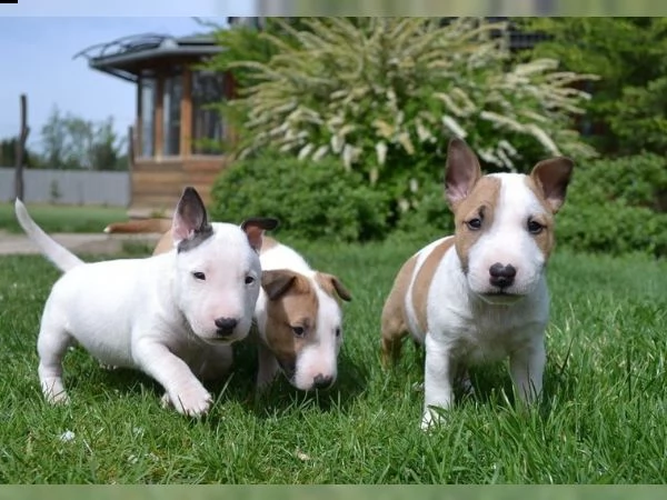 cuccioli bull terrier miniature maschi femmine