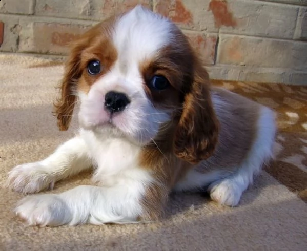 cucciolata cavalier king con pedigree