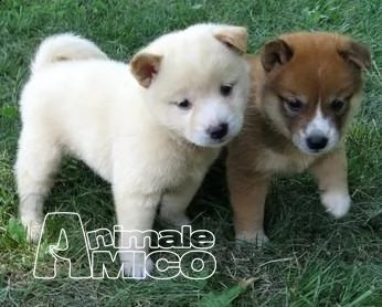 bellissimi cuccioli di shiba inu con pedigree enci