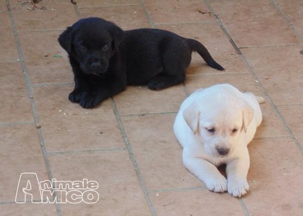 Vendita Labrador Da Privato A Ascoli Piceno Bellissima Cuccioli Di