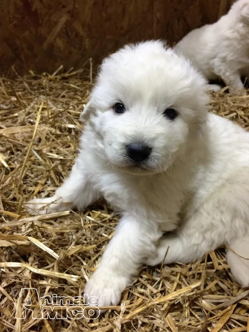 cucciola enorme pastore maremmano abruzzese