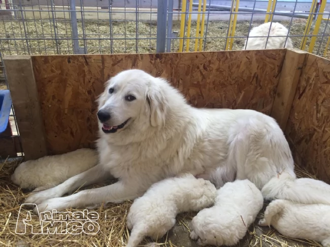 cucciola enorme pastore maremmano abruzzese | Foto 0