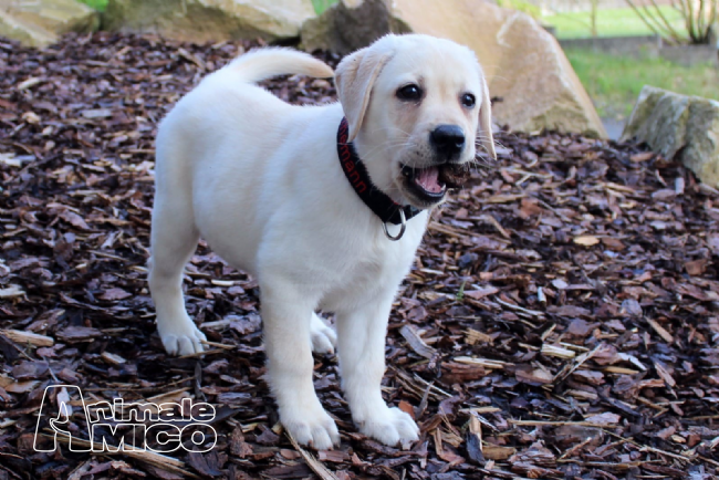 Vendita Labrador Da Privato A Milano Cuccioli Di Labrador Con Pedigree