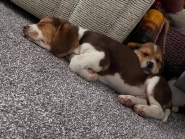 cuccioli beagle con pedigree | Foto 2