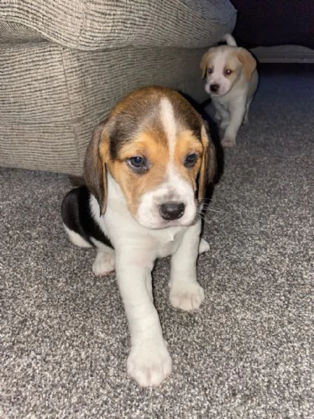 cuccioli beagle con pedigree | Foto 1