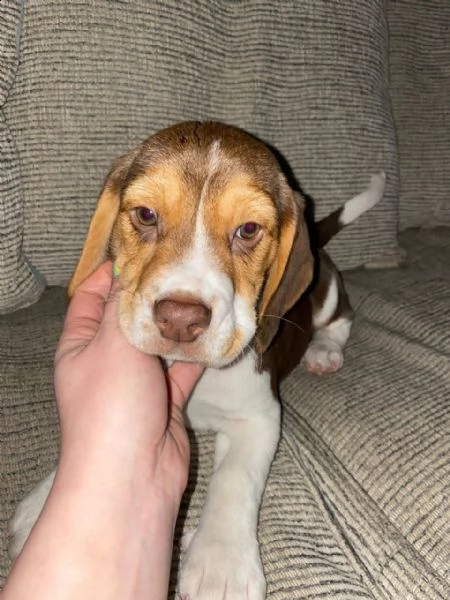 cuccioli beagle con pedigree