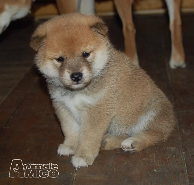 cuccioli shiba inu con pedegree