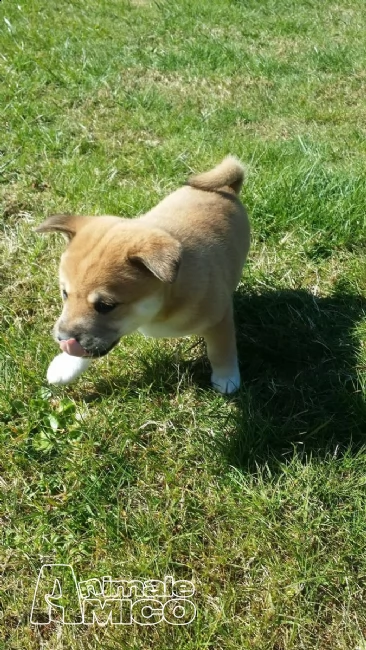 cuccioli shiba inu con pedegree | Foto 1