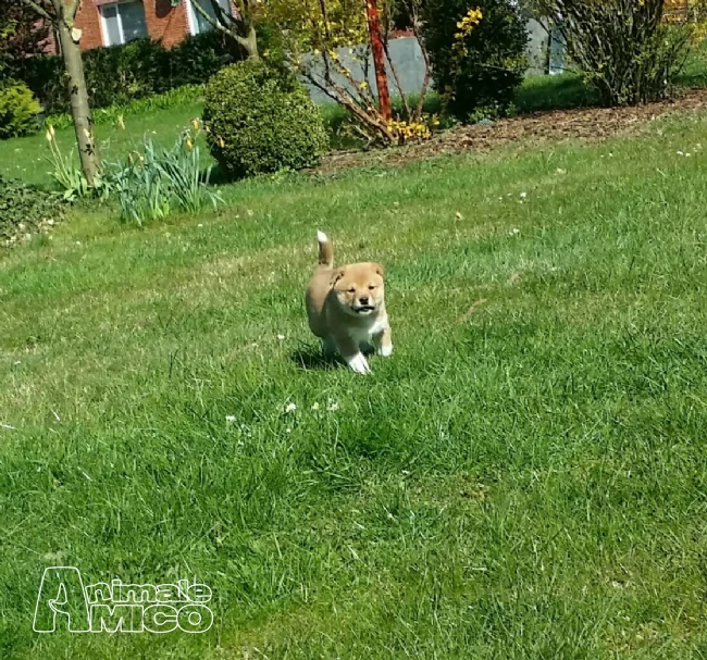 cuccioli shiba inu con pedegree | Foto 0