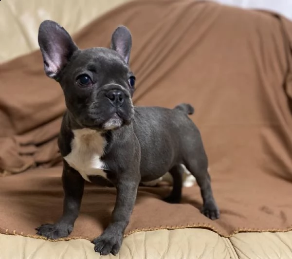 bouledogue francesi cuccioli splendidi | Foto 1