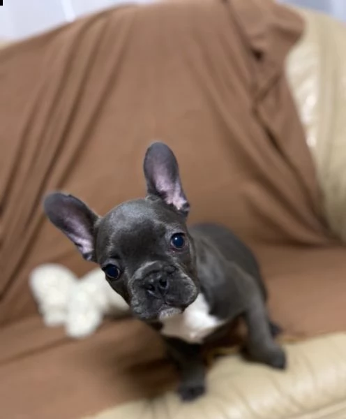 bouledogue francesi cuccioli splendidi | Foto 0