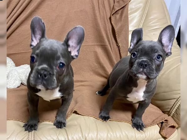 bouledogue francesi cuccioli splendidi