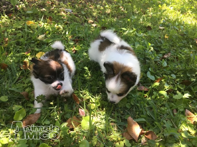 cuccioli di volpino di pomerania mini toy