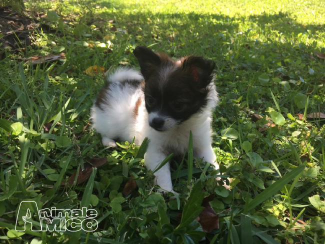 Cani Cuccioli In Regalo Monza Brianza Vincent Vaughn Filmes
