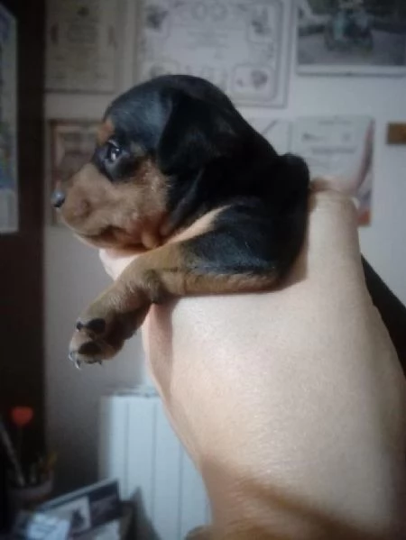 pinscher toy | Foto 0