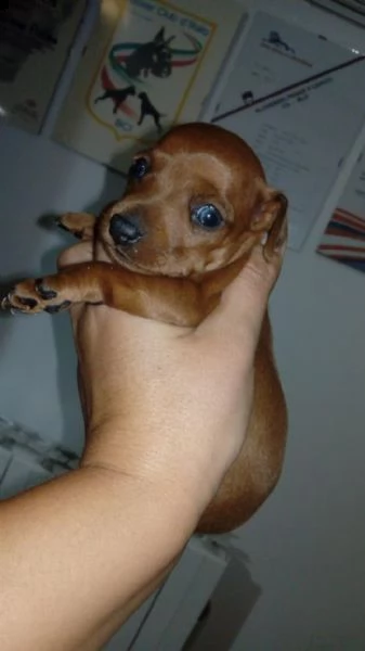 pinscher toy