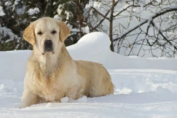 cuccioli di golden retriever | Foto 6