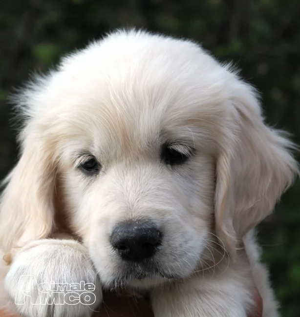 cuccioli di golden retriever | Foto 4