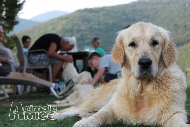 cuccioli di golden retriever | Foto 3