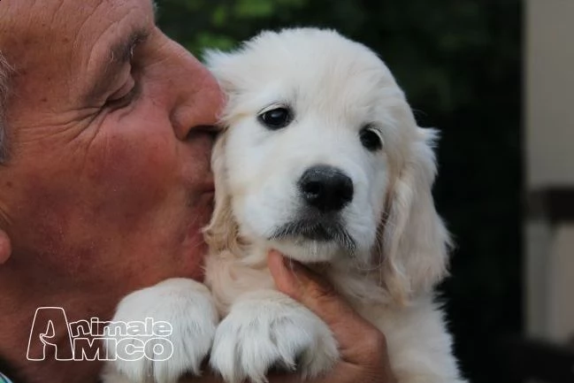 cuccioli di golden retriever | Foto 2