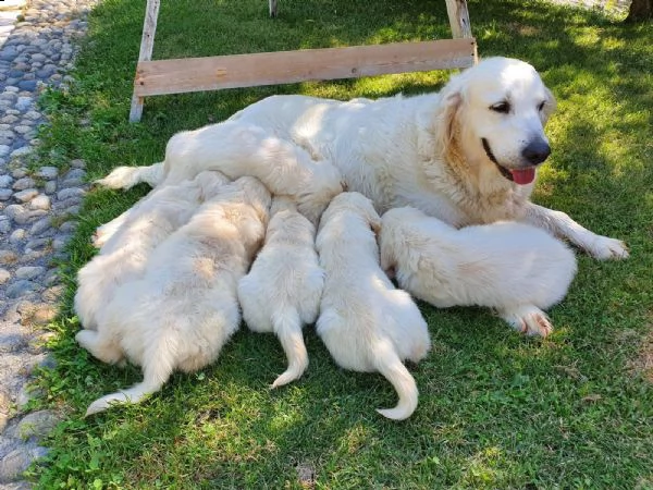 cuccioli di golden retriever | Foto 0