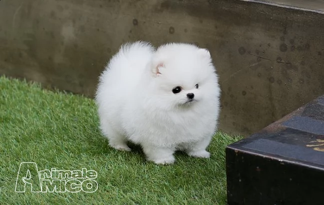 cane pomeranian