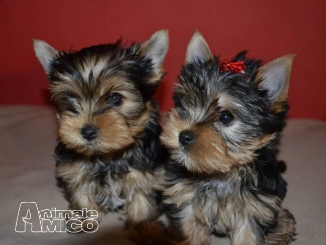 regalo meravigliosi yorkshire terrier toy | Foto 0