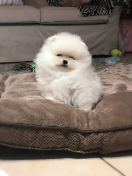 cuccioli di spitz pomerania piccoli toy | Foto 1