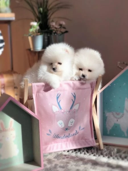 cuccioli di spitz pomerania piccoli toy | Foto 0