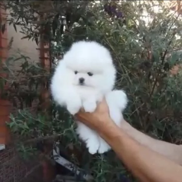 volpini pomerania disponibilitagrave immediata