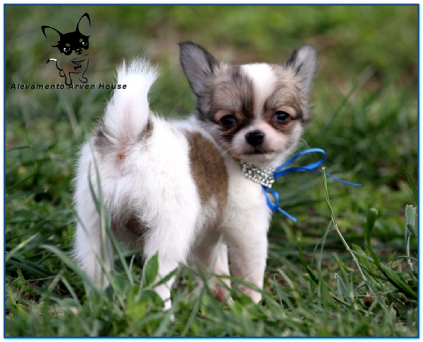Vendita Cucciolo Chihuahua Da Privato A Novara Chihuahua Con Pedigree