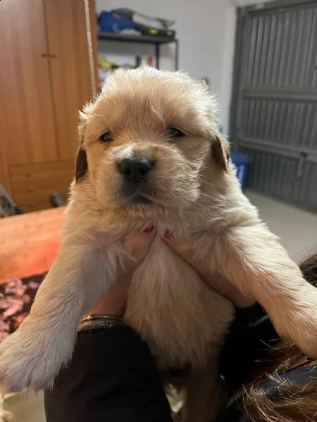 disponibili golden retriver  | Foto 2