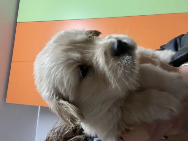 disponibili golden retriver  | Foto 1