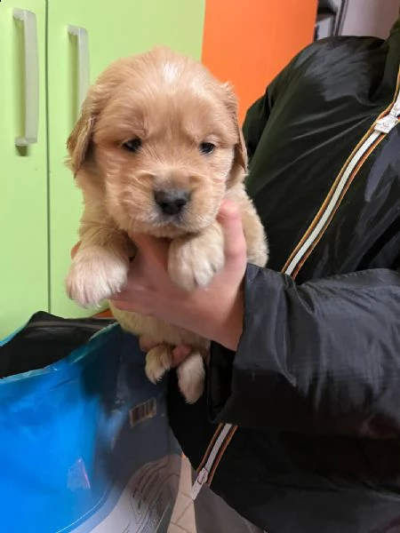 disponibili golden retriver  | Foto 0