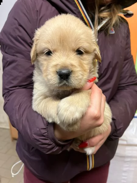 disponibili golden retriver 