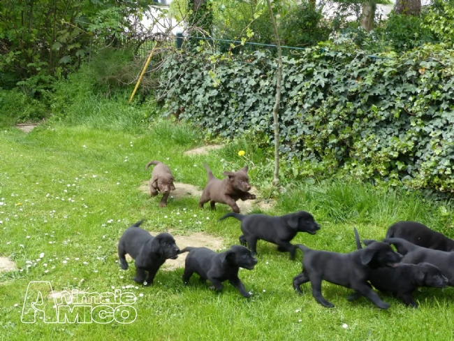  cuccioli labrador chocolategialli e neri | Foto 2