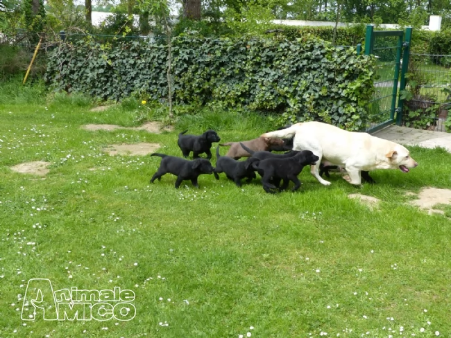  cuccioli labrador chocolategialli e neri | Foto 1