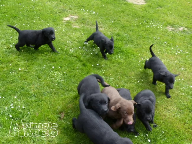  cuccioli labrador chocolategialli e neri | Foto 0