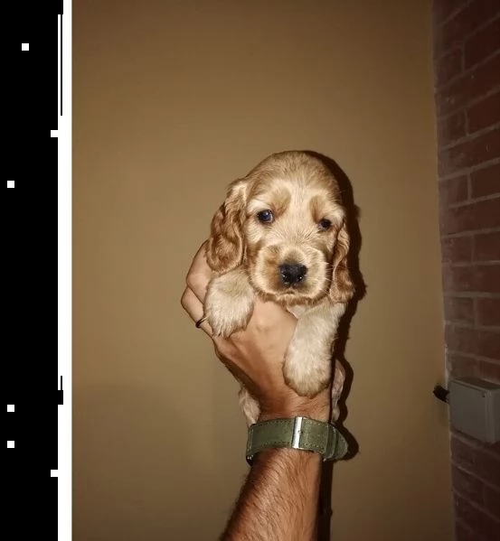 cuccioli cocker spaniel inglese