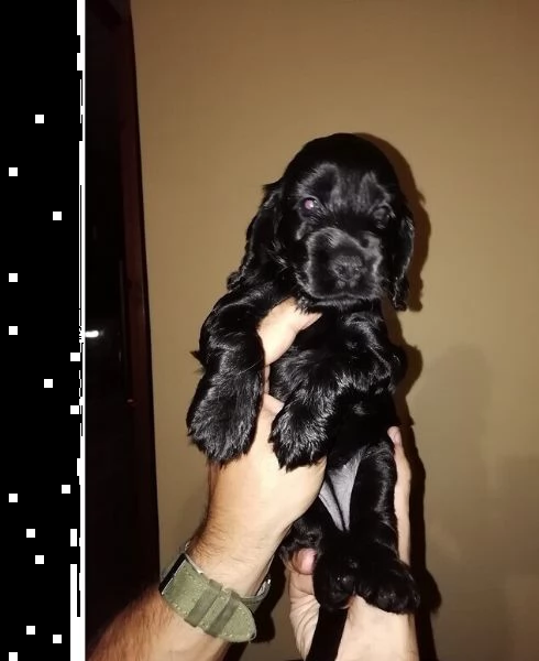 cuccioli cocker spaniel inglese | Foto 0